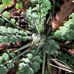 Papaver atlanticum ഇല