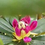 Rhododendron yakushimanum Flower