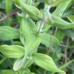 Hypericum hirsutum Blad