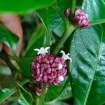 Psychotria aubletiana Blüte