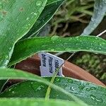 Pitcairnia bifrons Лист