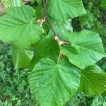 Tilia x europaea Blad