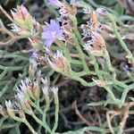 Limonium cordatum Φύλλο