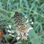 Plantago argentea Fula