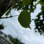 Tilia mongolica 葉