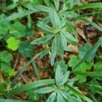 Galium aristatum Листок