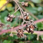 Rubus elegantispinosus फल