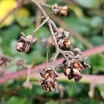 Rubus elegantispinosus Frukto