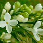 Syringa vulgaris Flower