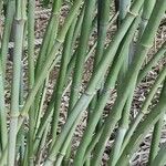 Phyllostachys sulphurea Bark