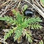 Alchemilla pinnata Leaf