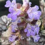 Ajuga pyramidalis Цветок