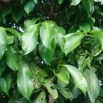 Syzygium malaccense Leht