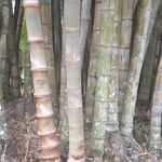 Dendrocalamus giganteus Kůra