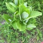 Asclepias latifolia ᱥᱟᱠᱟᱢ