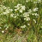 Galium anisophyllon Характер