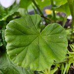 Pelargonium zonale Foglia