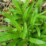 Carex plantaginea Leaf