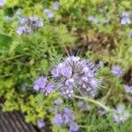 Phacelia tanacetifoliaFlower