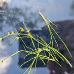 Juncus bulbosus Květ