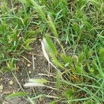 Hordeum pusillum Habit