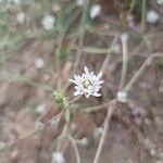 Pycnocomon rutifolium Flor