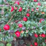 Cotoneaster integrifolius Vrucht