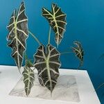 Alocasia sanderiana Liść