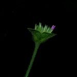 Elephantopus scaber Flower