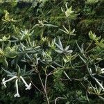 Rhododendron jasminiflorum Hàbitat