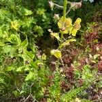 Verbascum blattaria Flower
