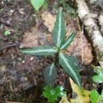 Chimaphila maculata Leaf