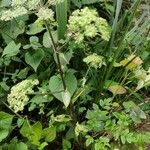 Angelica sylvestrisFlower