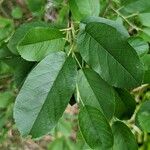 Amelanchier alnifolia পাতা