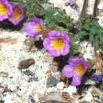 Phacelia bicolor आदत