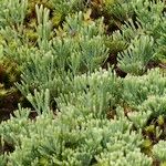 Lycopodium × oellgaardii Habit