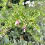 Lycium chinense Flower