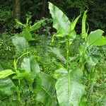 Rumex cristatus Leaf