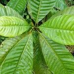 Warszewiczia coccinea Leaf