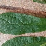 Solanum umbellatum Leaf