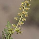 Ambrosia acanthicarpa Blodyn