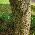 Liquidambar formosana Bark