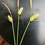 Carex tomentosa Fruit