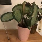 Calathea picturata Lehti