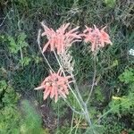 Aloe amudatensis Floare