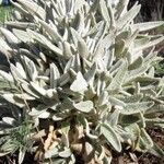 Sideritis dasygnaphala Hábito
