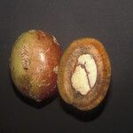 Acioa guianensis Frutto