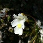 Pinguicula alpina Flor