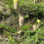 Astragalus alopecurusЦветок