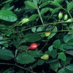 Paullinia pinnata Плод